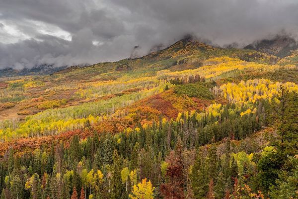 Jaynes Gallery 아티스트의 USA-Colorado-Uncompahgre National Forest Autumn-colored forest and rain clouds작품입니다.